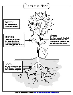 Parts of a Plant Poster (Basic; Black & White) Plants Worksheet