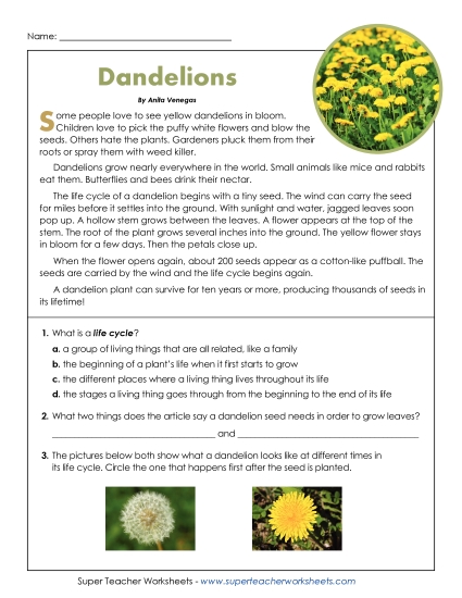 New Dandelions (Short, Nonfiction) Reading Comprehension Worksheet