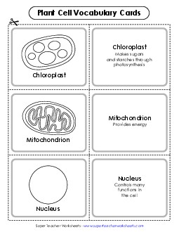 Vocabulary Cards: Plant Cells 5th Grade Science Worksheet