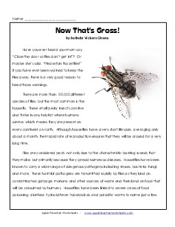 Flies  6th Grade Reading Comprehension Worksheet