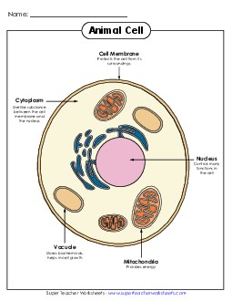 Animal Cell Diagram 5th Grade Science Worksheet