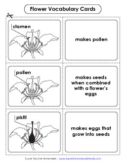 Flower Vocabulary Cards (Intermediate)  Plants Worksheet