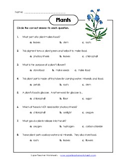 Questions about Plants 1st Grade Science Worksheet