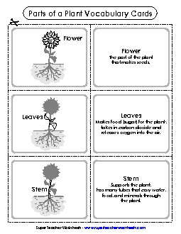 Parts of a Plant Vocabulary Cards (Basic) Plants Worksheet