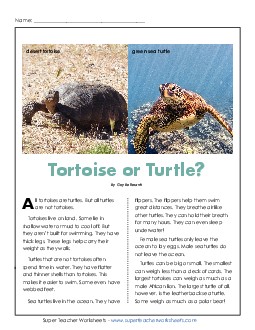 New Tortoise or Turtle? Reading Comprehension Worksheet