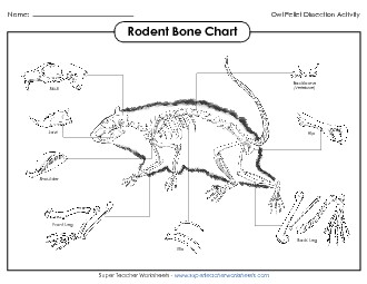 Rodent Skeleton Chart Owls Worksheet