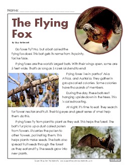 Flying Fox 2nd Grade Reading Comprehension Worksheet