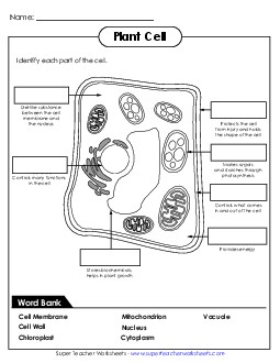 Plant Cell Fill-in-the-Blank 5th Grade Science Worksheet