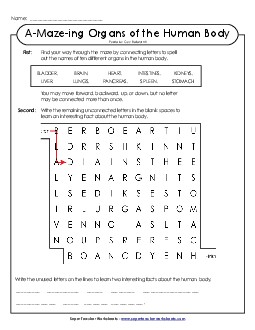 Organs of the Human Body Maze 4th Grade Science Worksheet