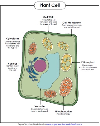 animal cell coloring labeled