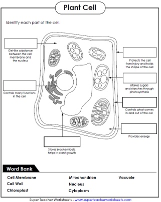 plant cell diagram for kids no labels