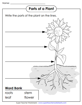 plant worksheets